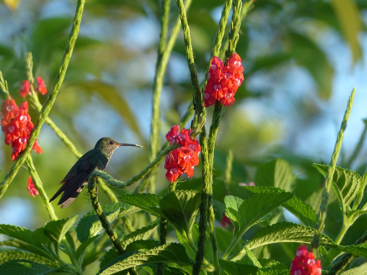 Top Destinations for Adventure Seekers in Costa Rica